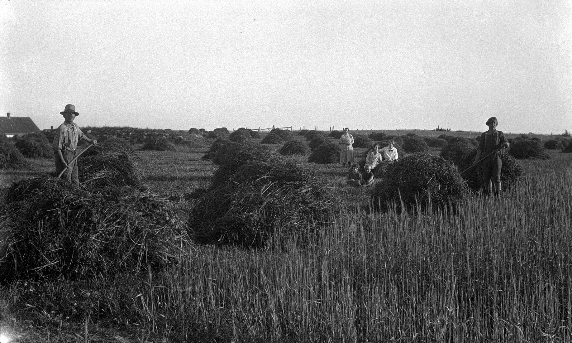 Une famille de sept dans un champ, les hommes font les foins fourches à la main.