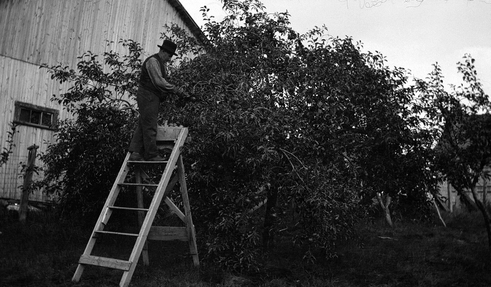 Uldéric Dumont debout sur un escabeau et récoltant des pommes dans un pommier.