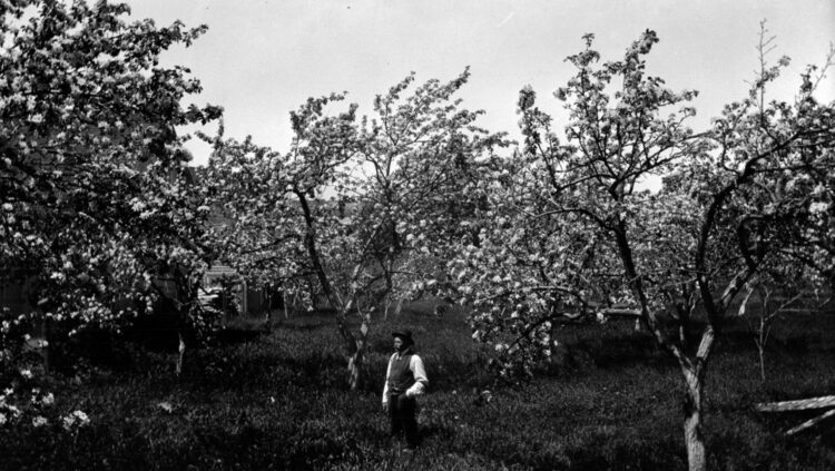 Uldéric Dumont debout au milieu de son verger.
