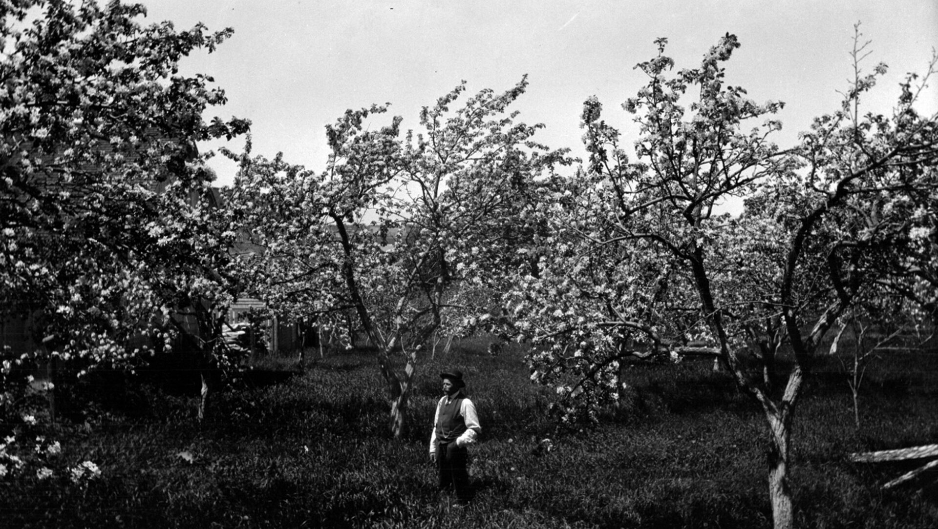 Uldéric Dumont debout au milieu de son verger.