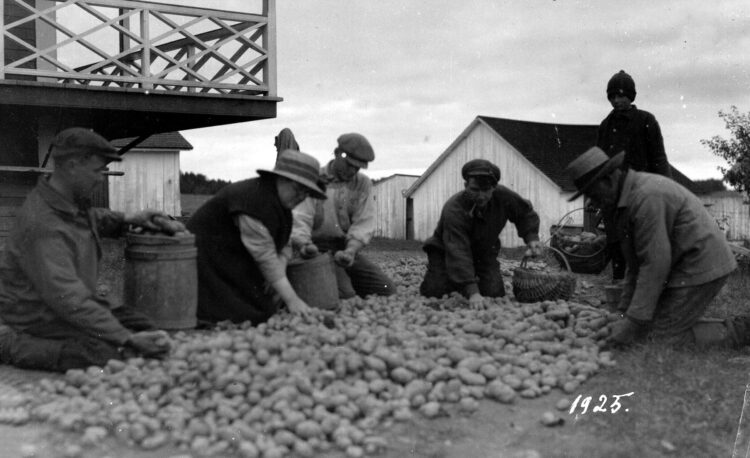 Cinq adultes agenouillés au sol et un enfant à l'extérieur, au tri des patates.