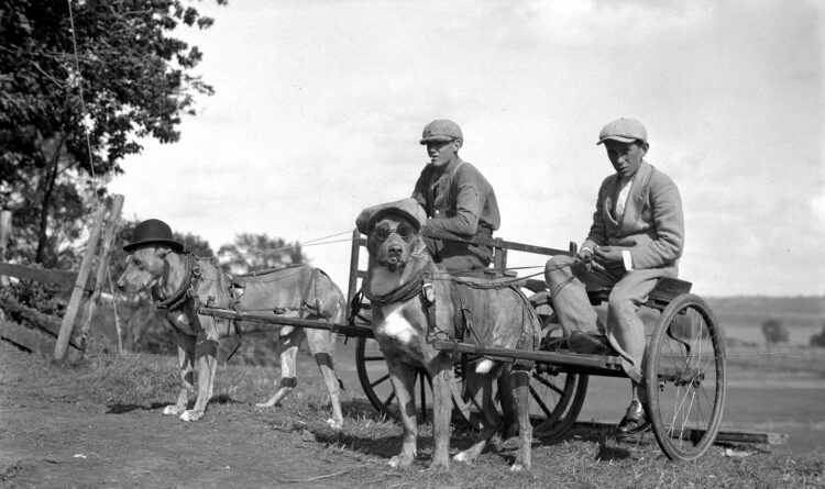 Deux garçons pilotant chacun une charrette à laquelle un chien costumé est attelé.