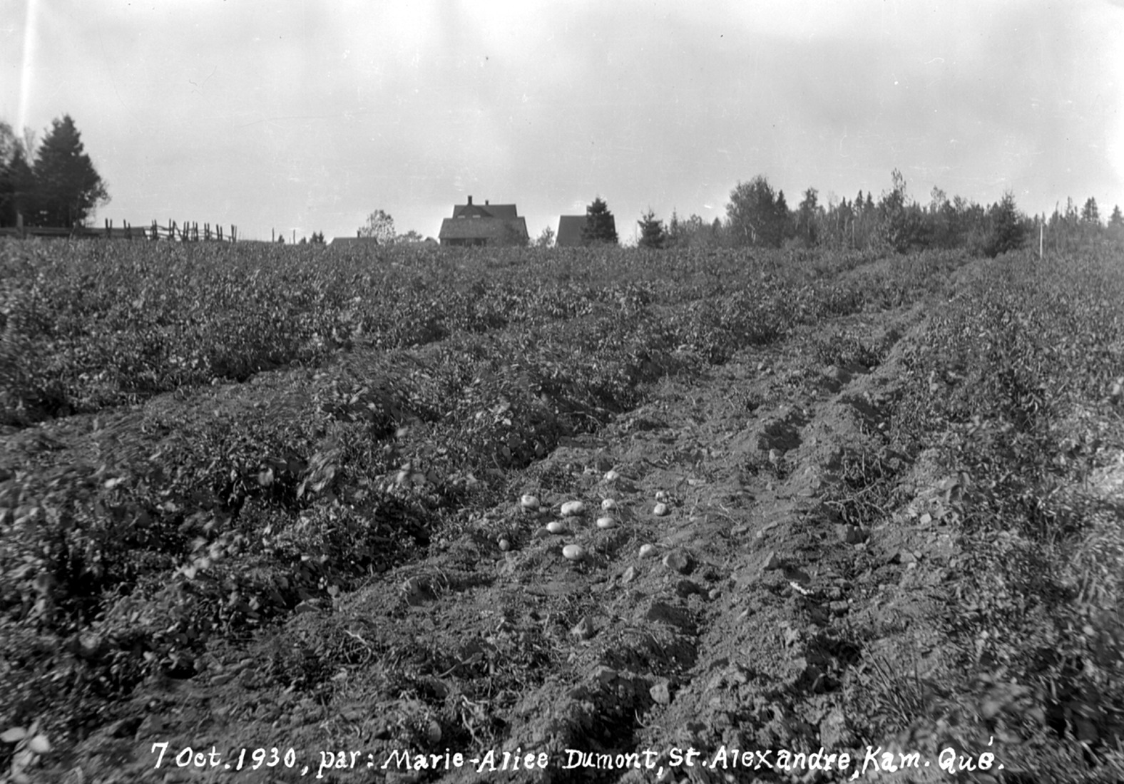 Contre-plongée d'un champ de pomme de terre avec, en arrière-plan, une maison et des bâtiments de ferme.