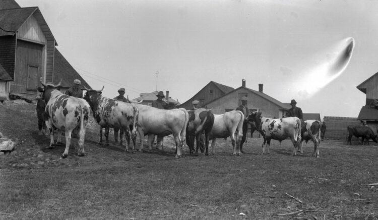Sept vaches et leurs maîtres sur une ferme dans un cliché partiellement brûlé par un produit chimique.