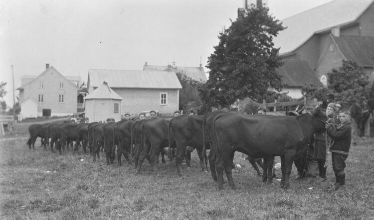 Une quinzaine de jeunes garçons avec chacun leur vache lors d'une foire agricole.